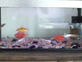 Once Open a Time in Aquarium - Red Parrot Fish