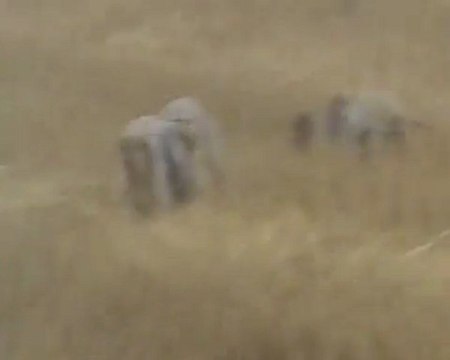 sezon açılışı bıldırcın avı