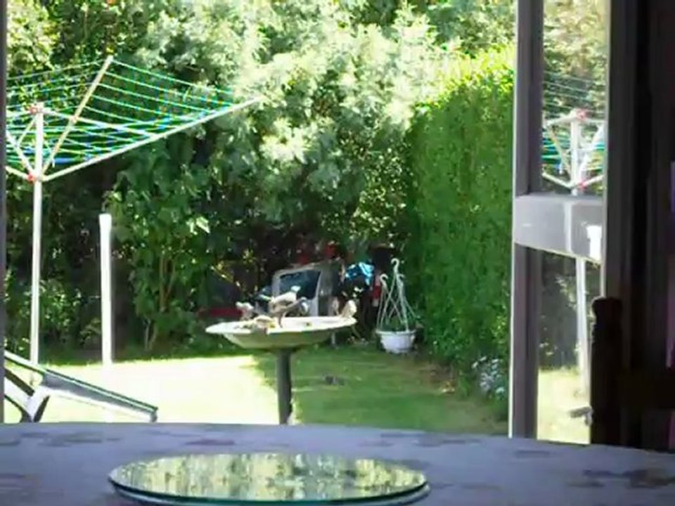 160811 002.AVI   oiseaux