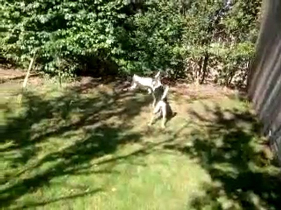 Vidéo0028
