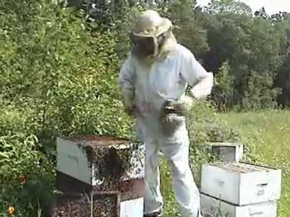 Honey Bees - Life Cycle