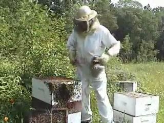 Honey Bees - Life Cycle