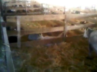 İTHAL İNEK TEL: 0546 851 6657  GEBE DÜVE