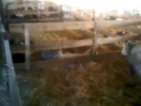 İTHAL İNEK TEL: 0546 851 6657 GEBE DÜVE