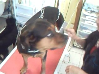 SALON TOILETTAGE REGARD CANIN TINA ELSI ROTTWEILLER