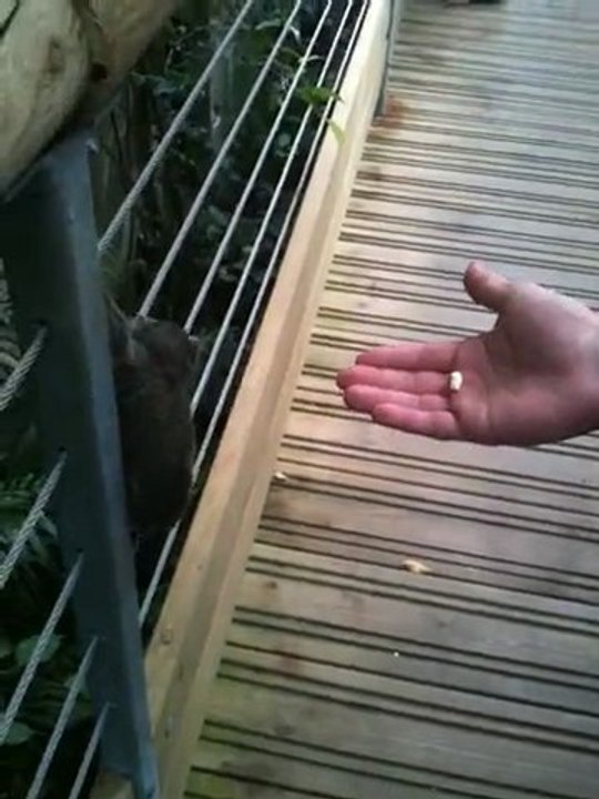 Beauval
