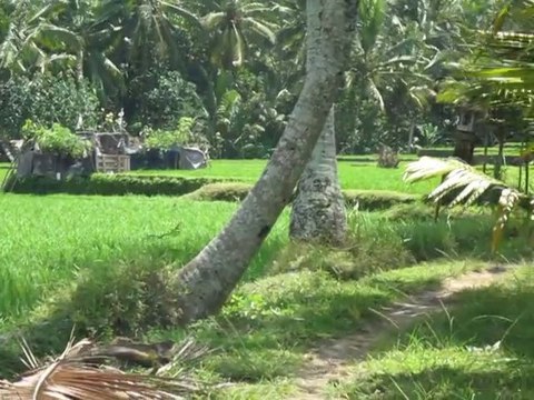 Travaux dans les rizières d'Ubud
