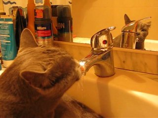 Le chat Mo, le chat d'eau