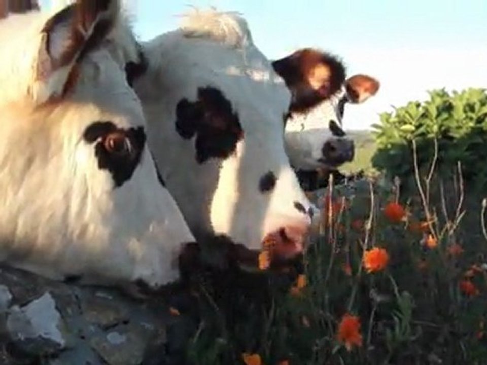 Les vaches mangent des fleurs