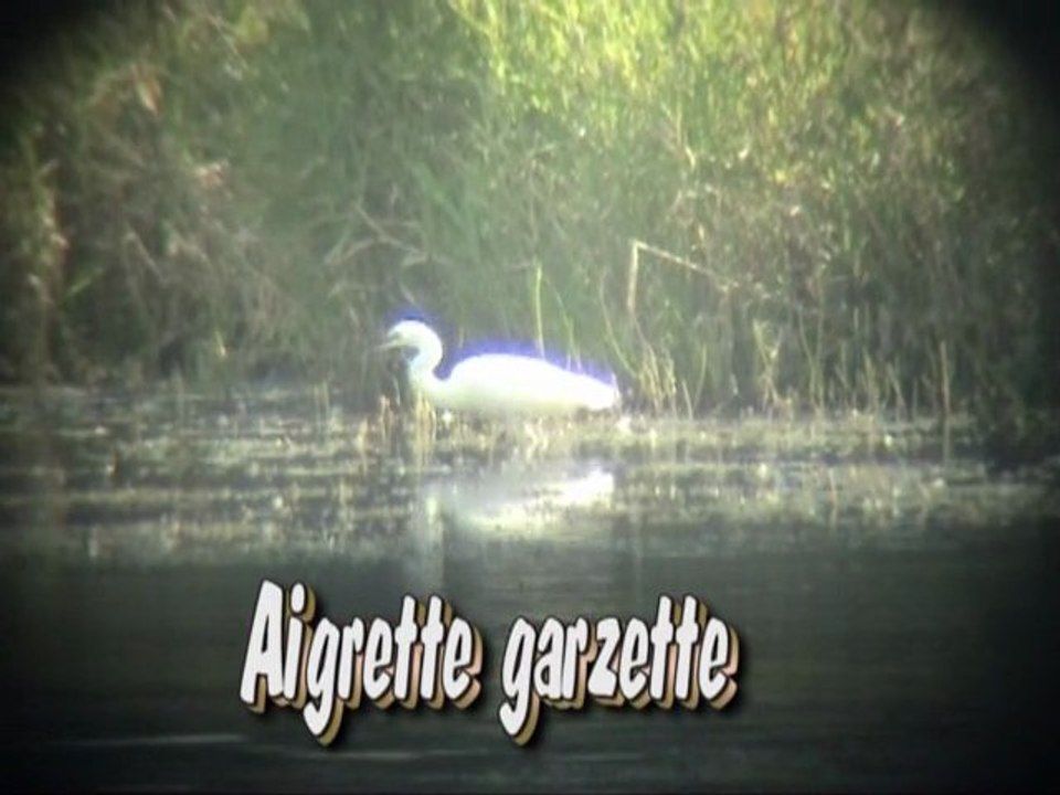 Aigrettes dans la Marne 16.08