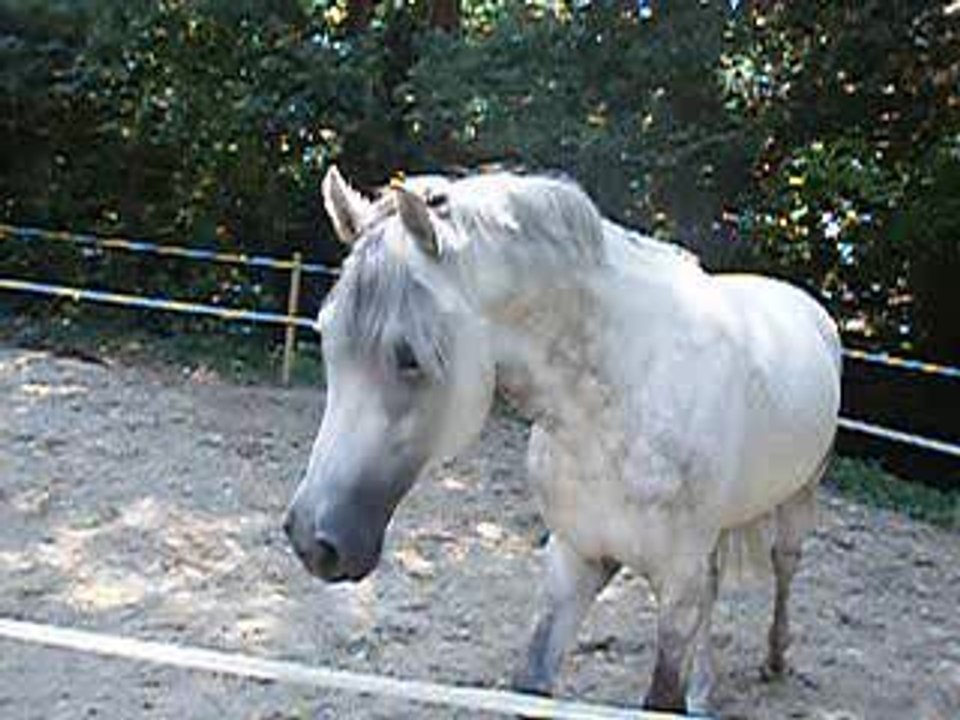 St George (8)