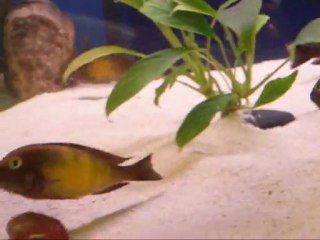TROPHEUS KATOTO