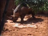 Bioparc Valencia - Rinoceronte recibiendo un baño de agua para combatir el calor