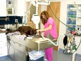 Croton Animal Hospital | Veterinarian Croton on Hudson New York | Putnam County Vets