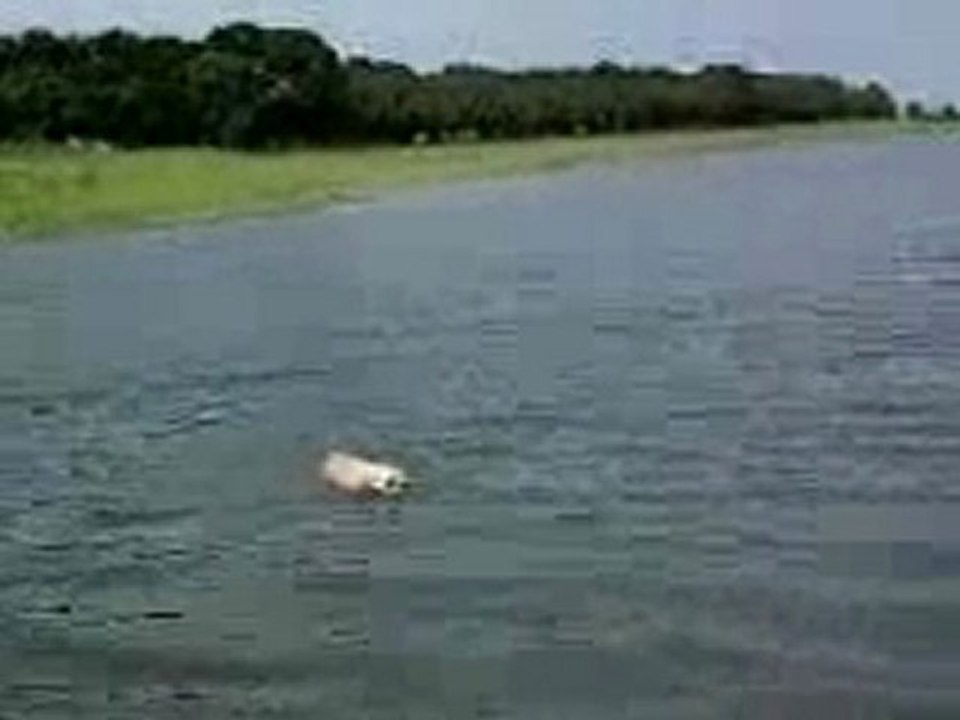 洶湧-黃金獵犬2