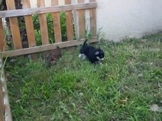 1ere sortie dans le parc des chiots!