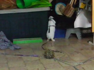 Agate et Téa avec le harnais