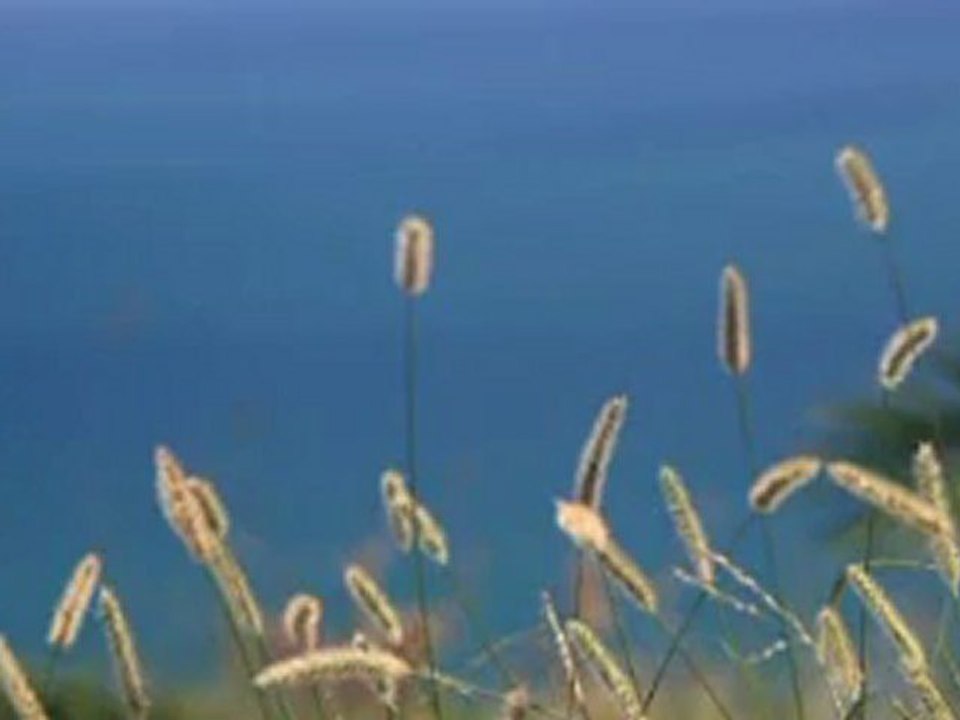 My Video