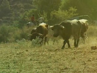 Los encierros de Socovos, con Modesto Colorado
