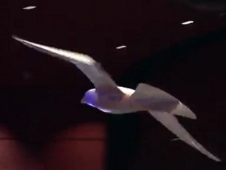 A Robot that flies like a Bird