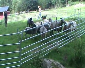 Lille Bengt med nya får