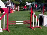 E'Lia des grandes aubes - epagneul breton - concours agility Isbergues 31/7/11 - Open