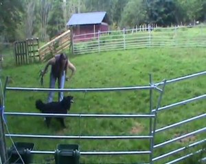 Bengt tränar hos fåren