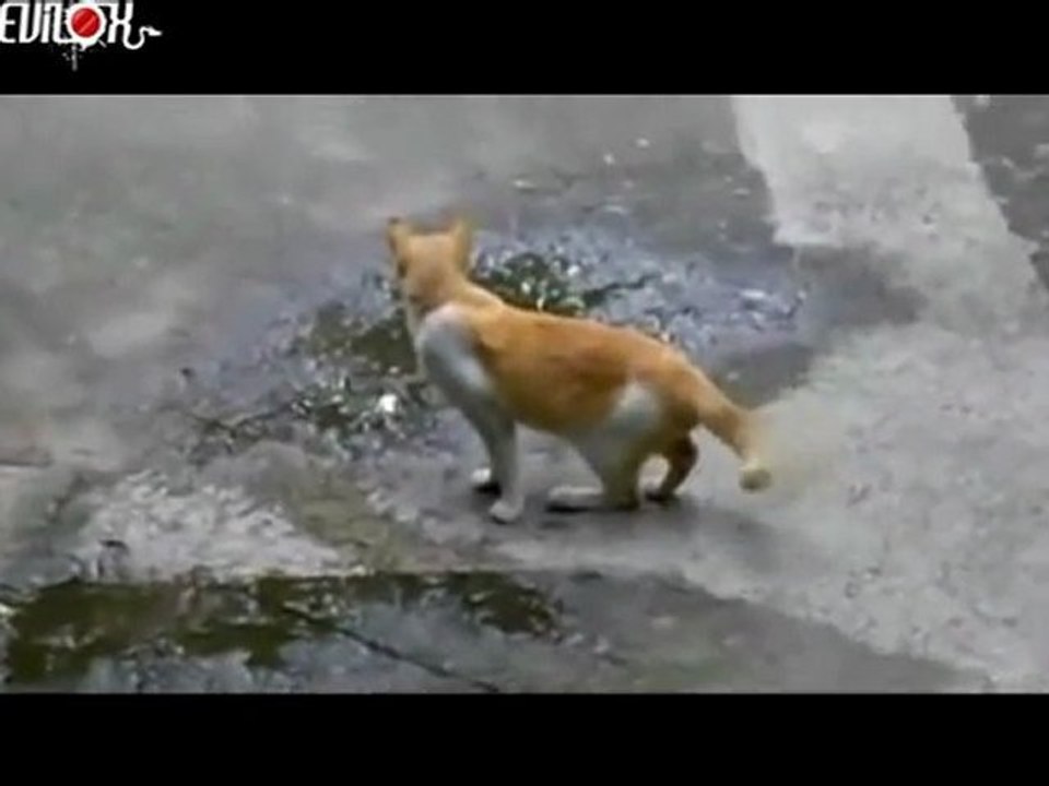 oiseaux attaquent chat