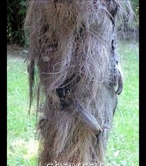 troncs arbres
