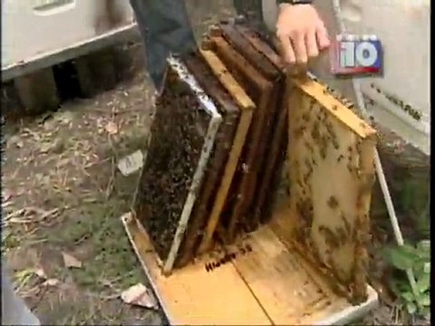 Foro de apicultura en Televisión Educativa Nacional