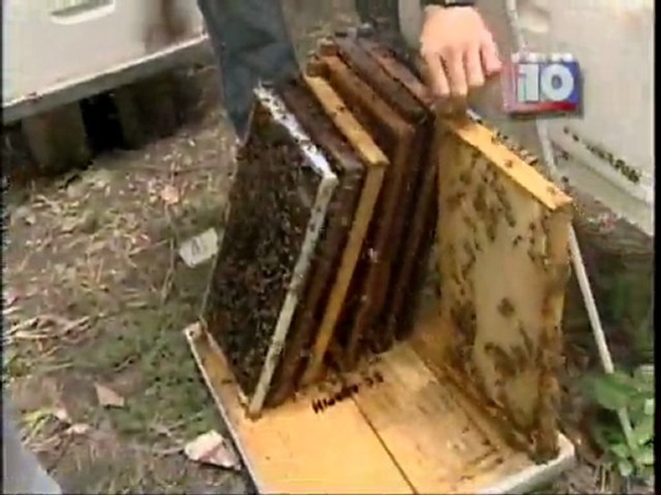 Foro de apicultura en Televisión Educativa Nacional