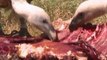 Croatian vultures under threat