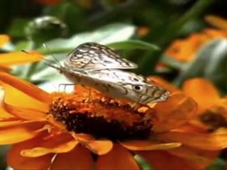 Puccini-O mio babbino caro,,