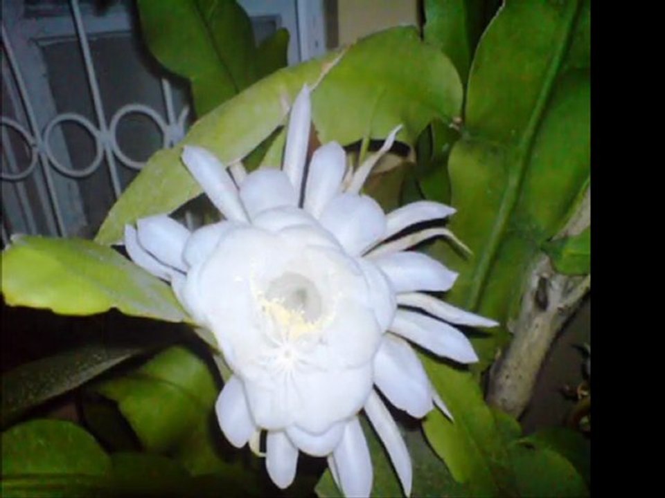 Hafız Burhan-Yine Kalbim Taşar Ağlar