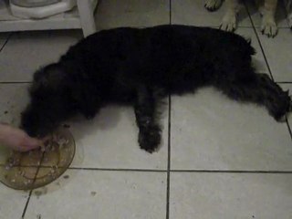 DSCN0311 Notre Choupette en crise....