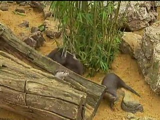 Otters 'back from the brink' in every county