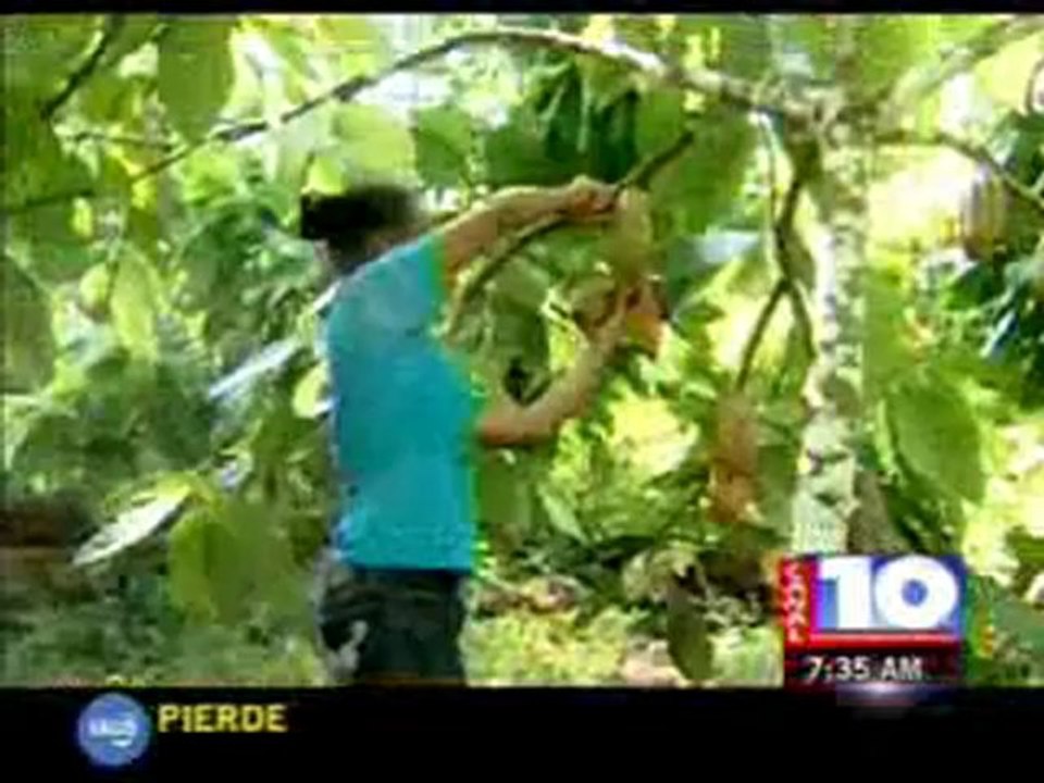 Noticia sobre cacao en La Mosquitia, Noticiero Matutino