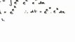 Indefinite Integrals - Differentiation chain rule; Integration by substitution