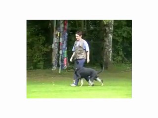 Mi Perro Me Jala Cuando Camina