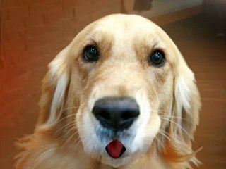 Mascot tells all about Myrtle Beach Handyman