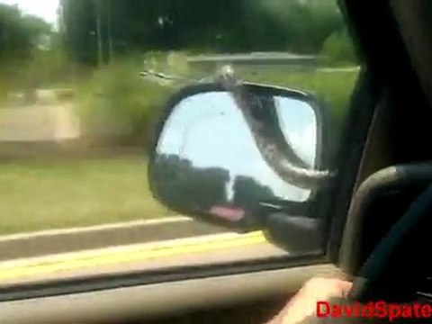 Snake On A Car - DSTW ( David Spates )