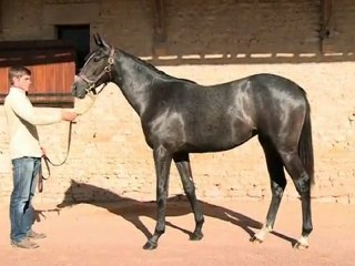 Lot 121 par AUTHORIZED et PONTE TRESA - Haras d'Ellon