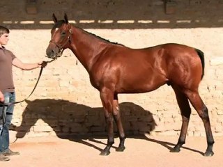Lot 237 par ASTRONOMER ROYAL et CREME DE CUVE - Haras d'Ellon