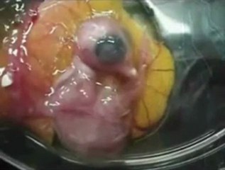 Mucizeye Şahit Olmak İstermisiniz "teknoctrl.com"