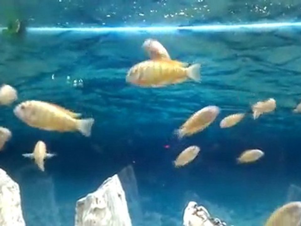 TROPHEUS İLANGİLERİM -3 (15/08/2011)