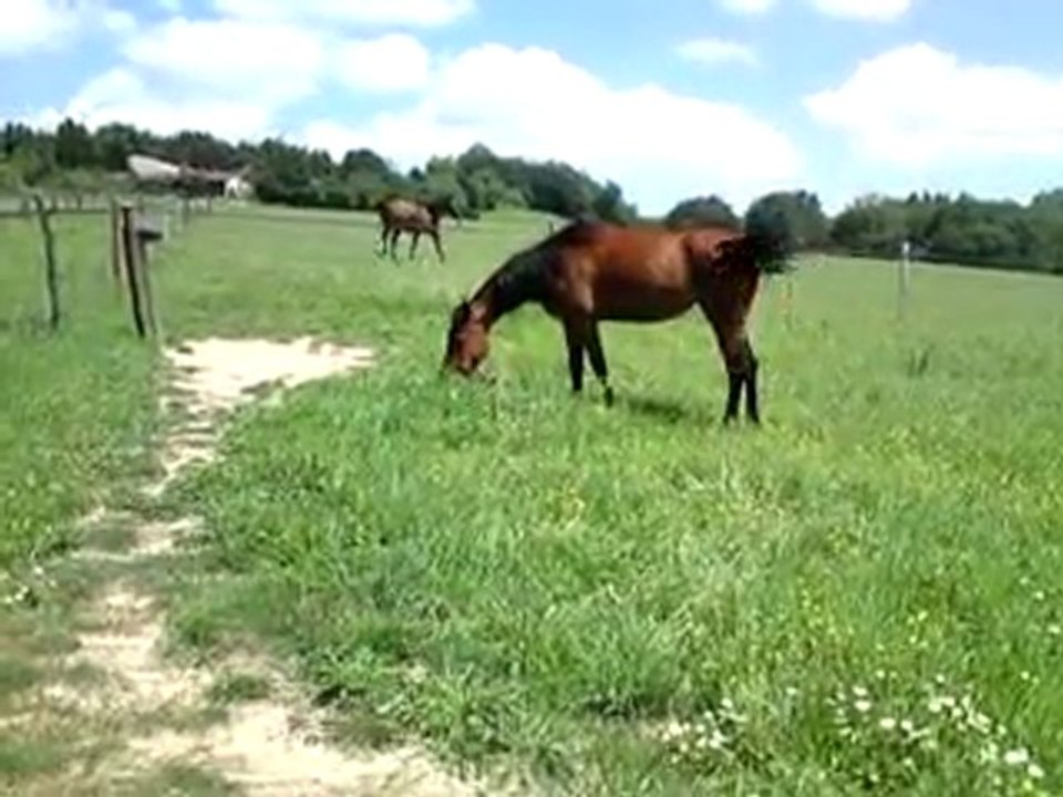 galop au pré