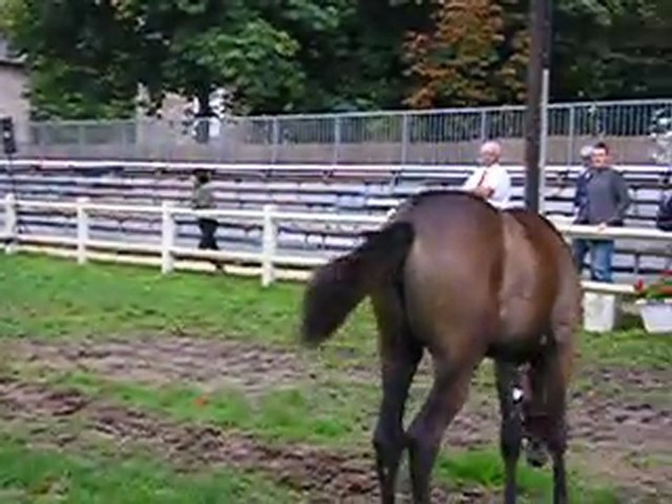 ecuadora foal sapristi 2