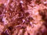Episode 15 LAVENDER Prt1 Weed Review SOMA SEEDS BUDs WEED HD INDOOR 720 P Close Up - YouTube