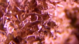 Episode 15 LAVENDER Prt1 Weed Review SOMA SEEDS BUDs WEED HD INDOOR 720 P Close Up - YouTube