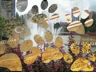 Hafız Burhan-Son Ninni